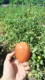 TOMATES F1 Álvaro 