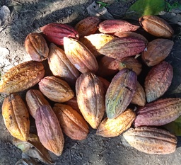 Cacao fino de aroma F1 origen Ocumare