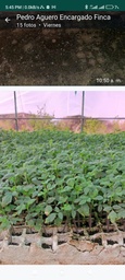 Plantulas de tomate